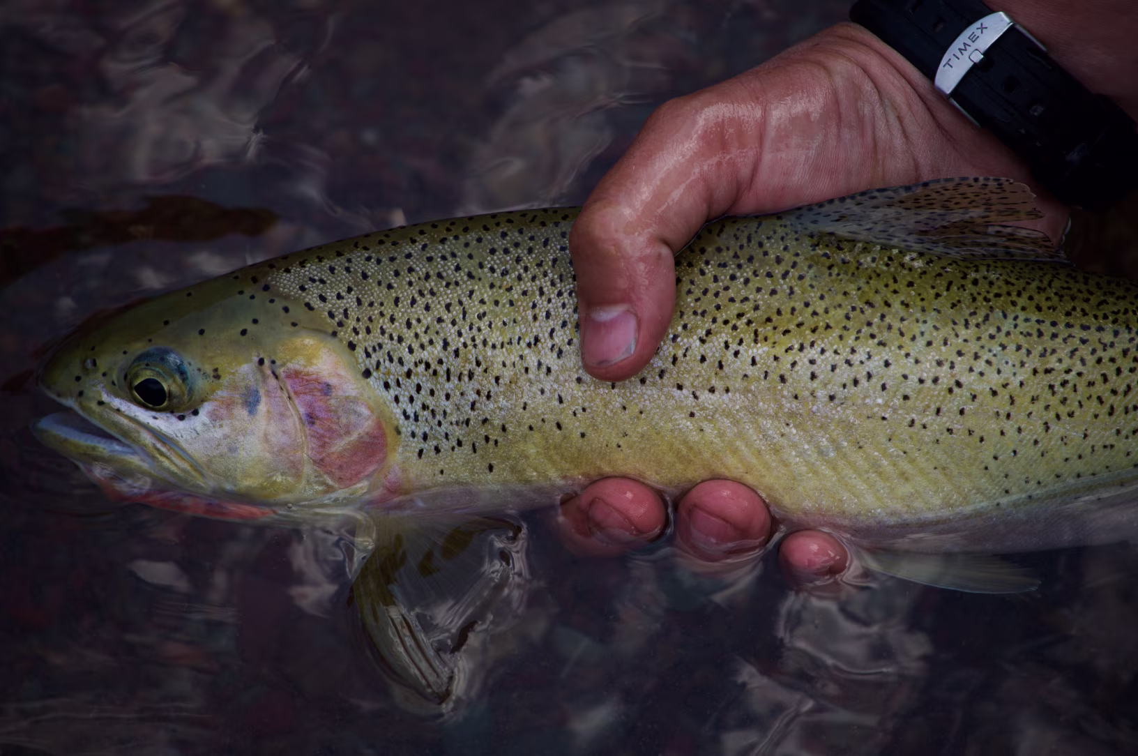 Ultimate Trout Fishing Guide: Tips, Gear & Techniques