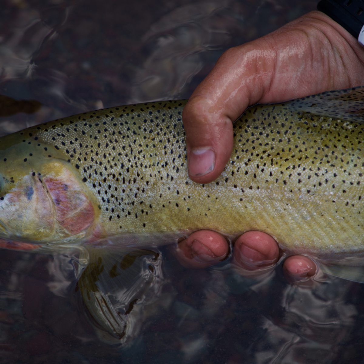Mastering Trout Fishing: Essential Techniques and Gear Guidelines