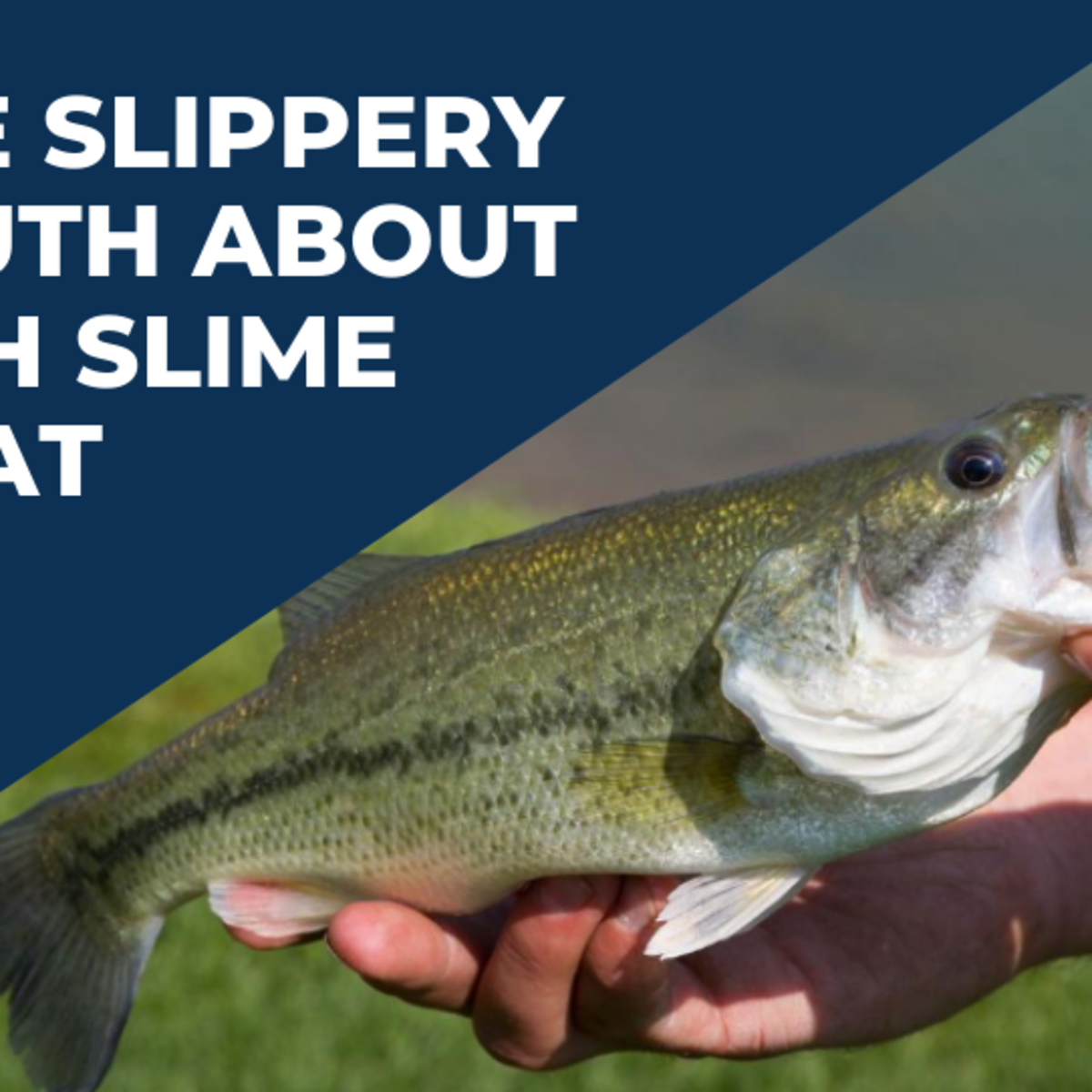 The slippery truth about fish slime coat