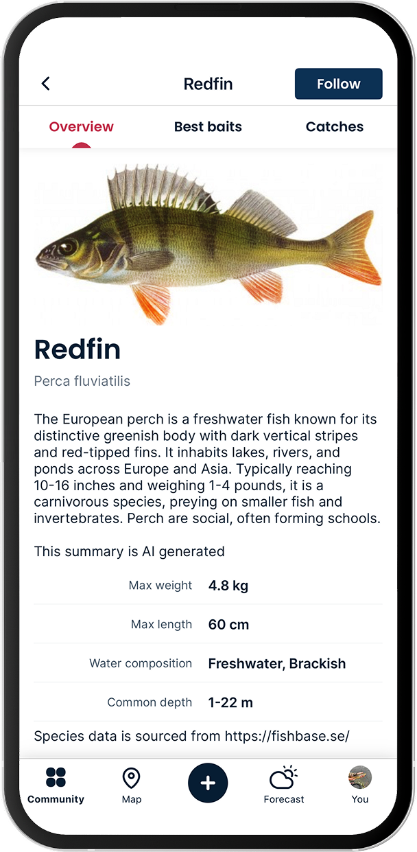 European perch