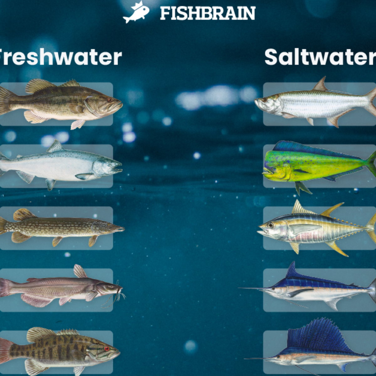 Fish tournament bracket