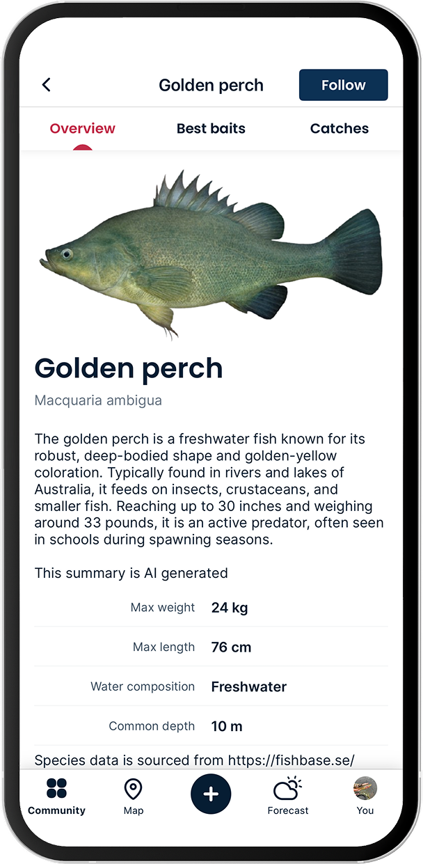 Golden perch