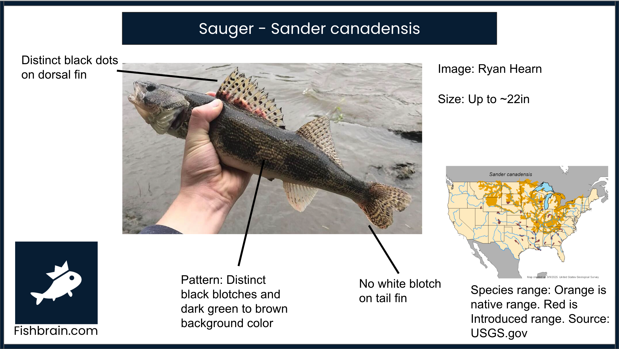 Sauger