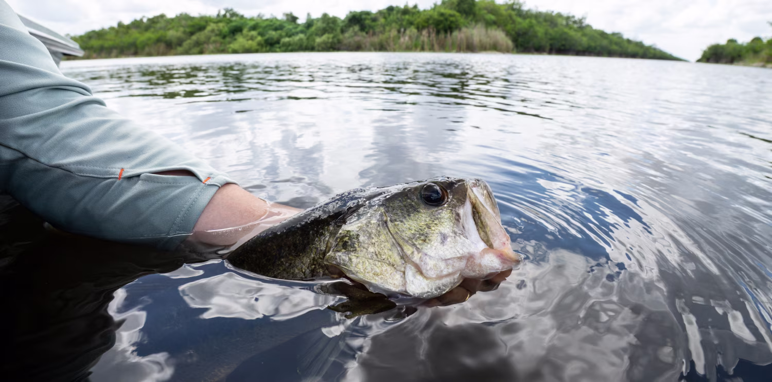 The specific biological reasons why bass follow bait and lures without slurping them up.