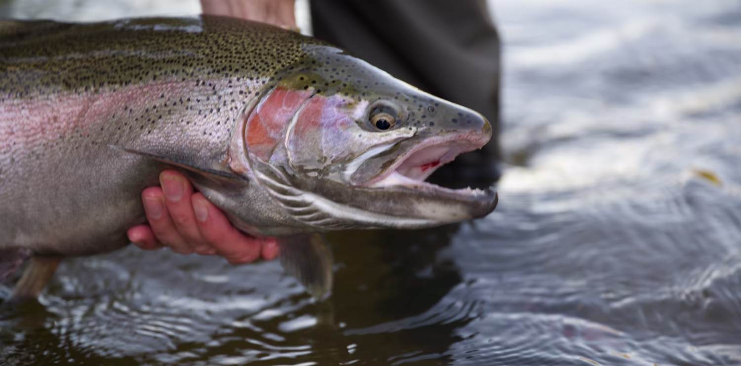 El Niño's affect on West Coast steelhead