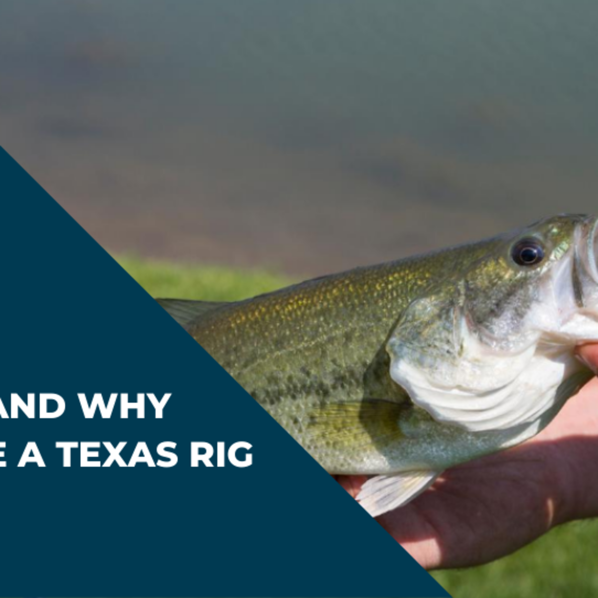Tx Rig How to rig a Texas rig and why