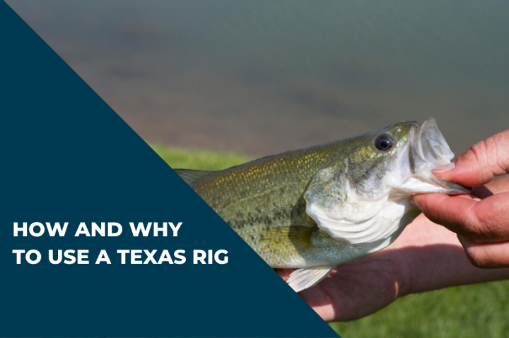 How to rig a Texas rig and why