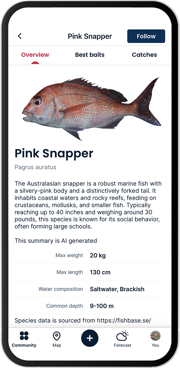 Pink snapper