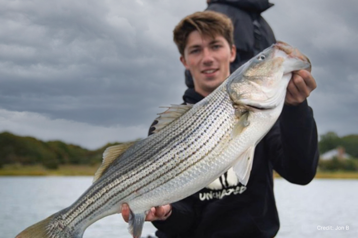 The state of stripers and their fall migration