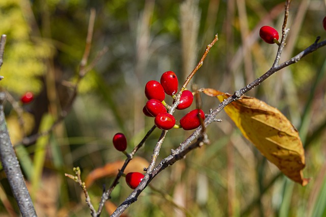 autumn