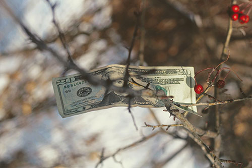 money-on-tree