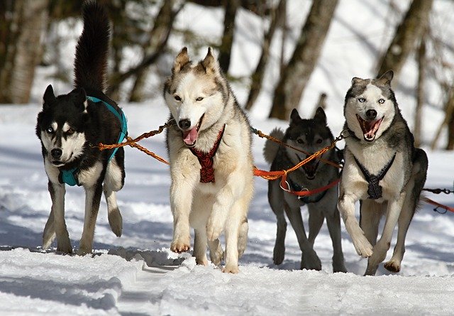 huskies