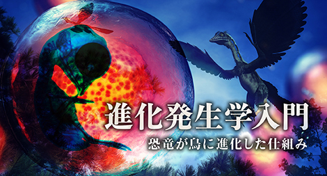 東北大学mooc 進化発生学入門 恐竜が鳥に進化した仕組み を受けてみた 初歩からの無職