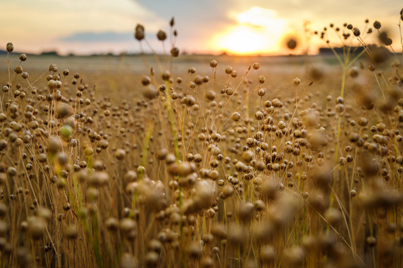 Bewachsenes Feld mit Sonnenuntergang im Hintergrund
