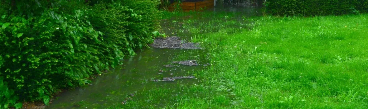 Viele Wasser steht am Rand von Rasen zur Hecke