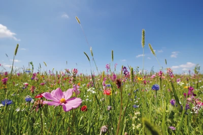 Eine Wildblumenwiese