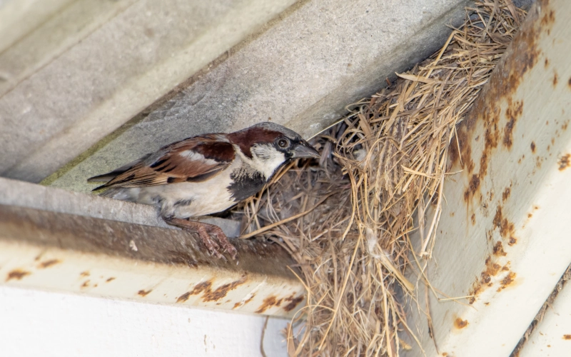 Ein Spatz beobachtet die Umgebung vor seinem Nest in der Dachkonstruktion