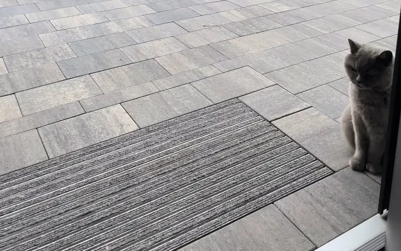 Katze sitzt draußen auf gepflastertem Boden neben Türmatte.