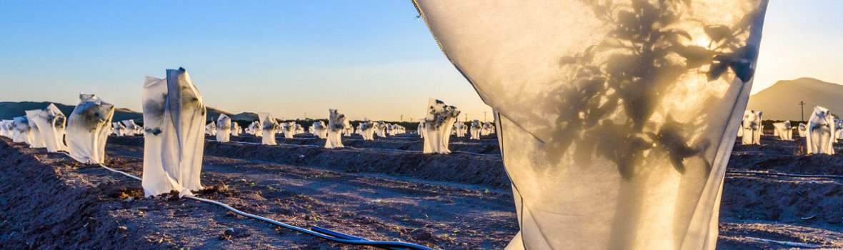 große Nutzgartenanlage mit Pflanzen in Schutzsäcken für den Winter