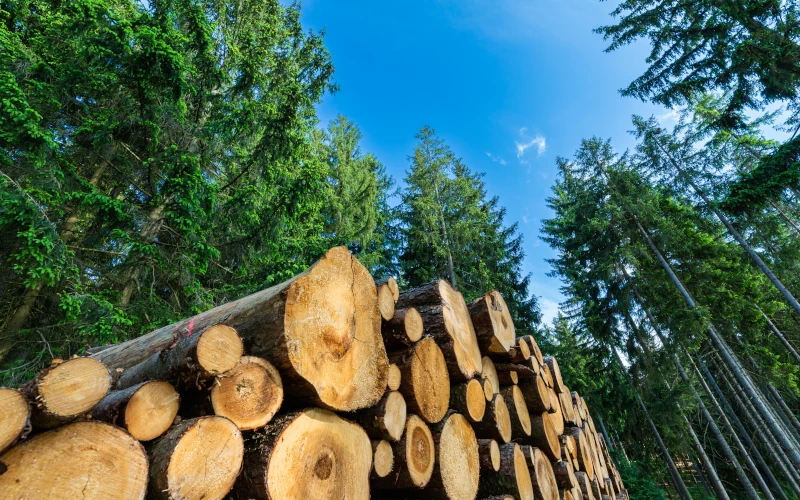 Bauen mit nachhaltigen und biologischen Baustoffen