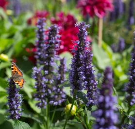 6 Tipps für einen insektenfreundlichen Garten mit mehr Artenvielfalt 