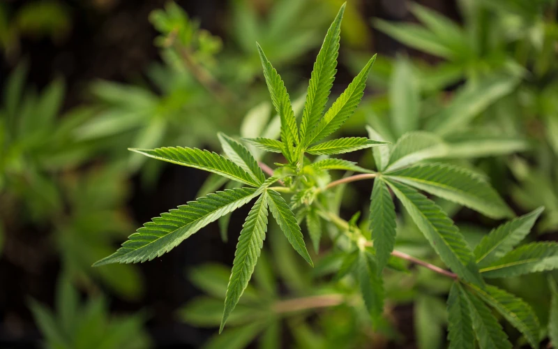Cannabispflanze in einem Blumentopf, grüne Blätter.