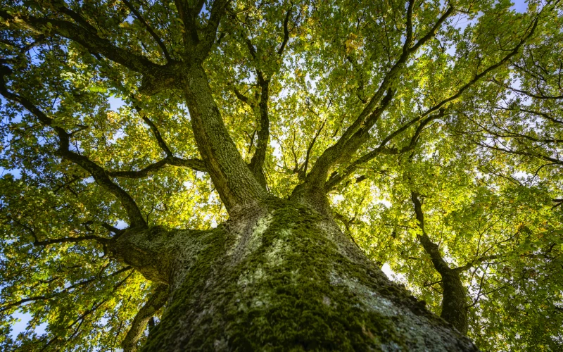 Baum mit vielen grünen, vom Licht durchleuchteten Blättern.