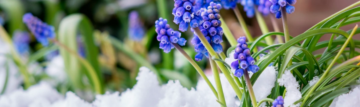 Gärtnern zum Ende des Winters