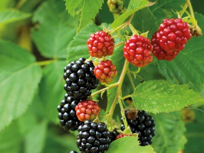 Reife und unreife Brombeeren an einem Strauch