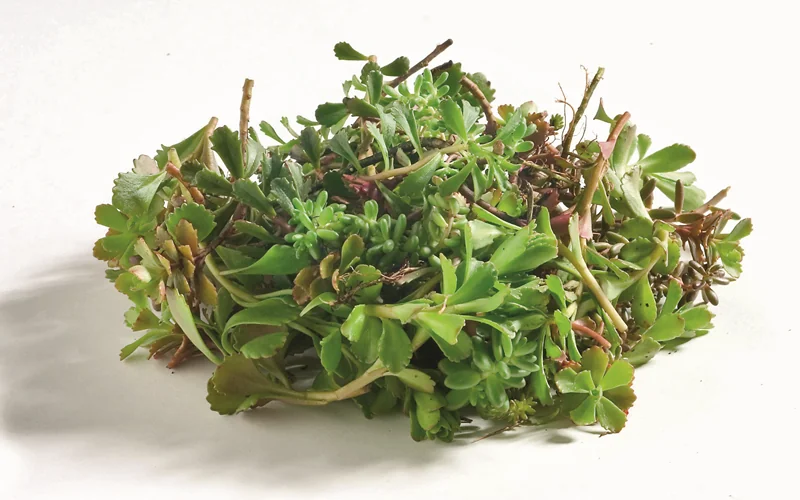 Sedum-Sprossen