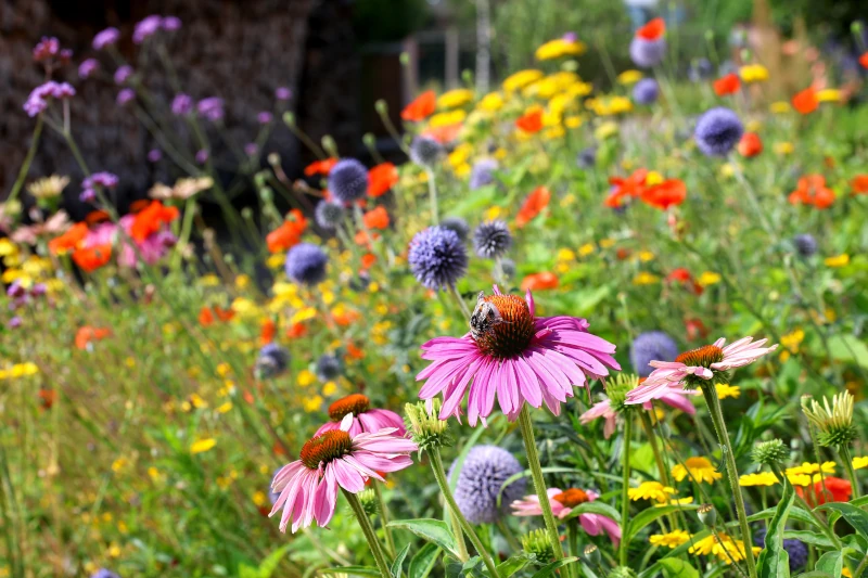 Blumenwiese mit Bienen an der Blume