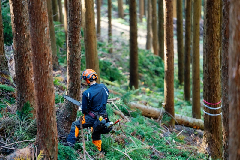 Ein Mann mit einer Kettensäge in einem Wald.