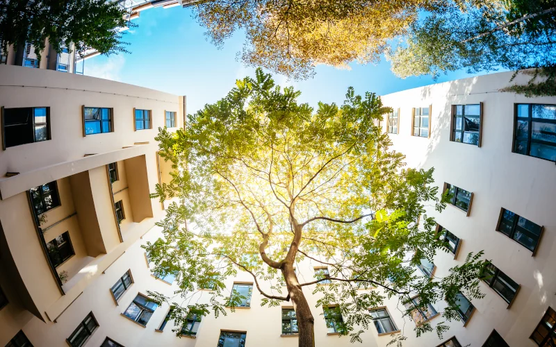 ein Baum in einem Innenhof einer Wohngegend