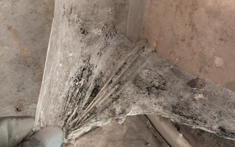 Schimmelentfernungsfolie wird mit Schutzhandschuh von der Wand abgezogen 