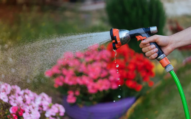Frau bewässert Kübelpflanzen mit einem Gartenschlauch