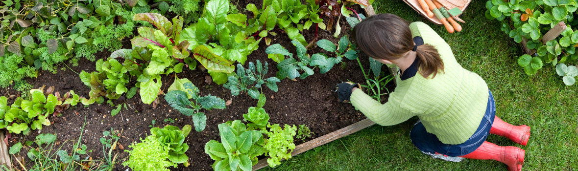 Tipps und Trends für den eigenen Gemüsegarten