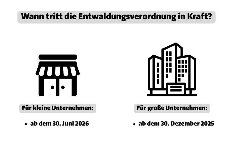 Die Entwaldungsverordnung tritt für große Unternehmen ab dem 30. Dezember 2025 und für kleinere Unternehmen ab dem 30. Juni 2026 in Kraft.