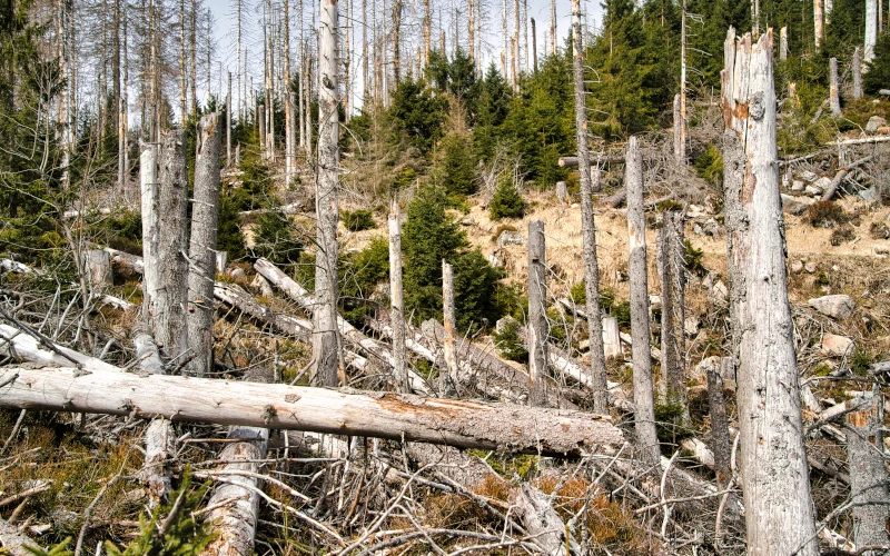 Umgestürtzte Bäume im Wald.