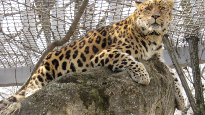 Леопард, Миколаївський зоопарк. Джерело: Миколаївський зоопарк загальнодержавного значення
