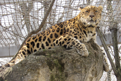 Леопард, Миколаївський зоопарк. Джерело: Миколаївський зоопарк загальнодержавного значення