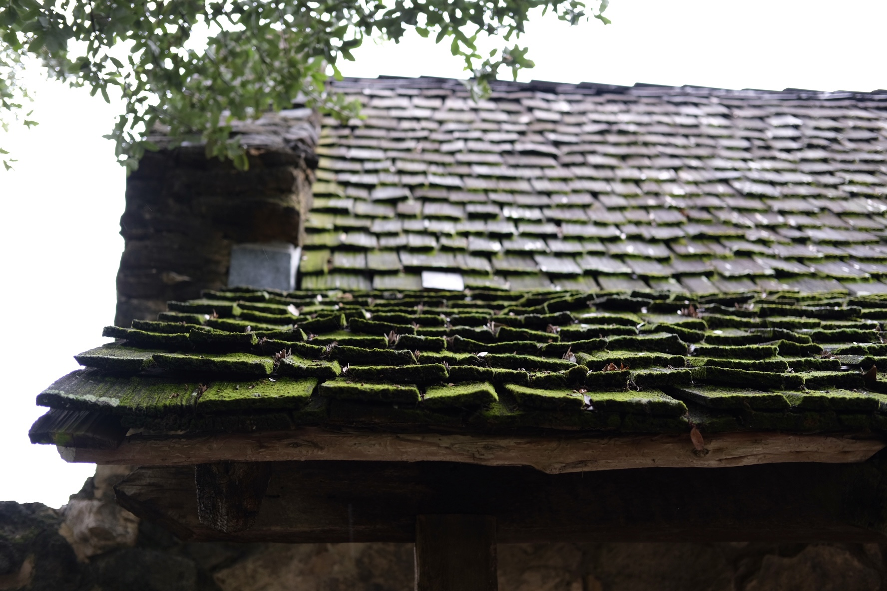 A view of the house roof next to chapel in Mission San Juan. Moss covers the lower roof tiles underneath a neighboring tree.
