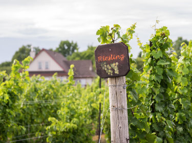 Your ultimate guide to Riesling