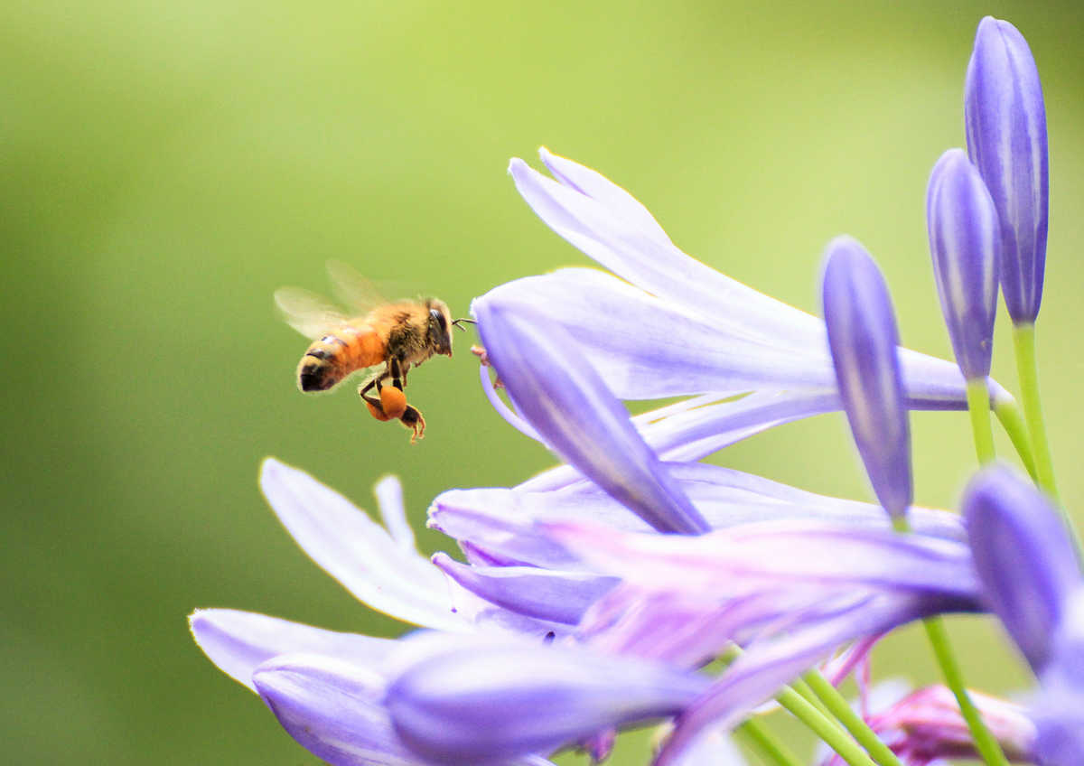 Spring time is an amazing time of year in the Blue Mountains.  With an abundance of flora on display attracting a wonder of fauna, make sure to have your camera ready and poised.