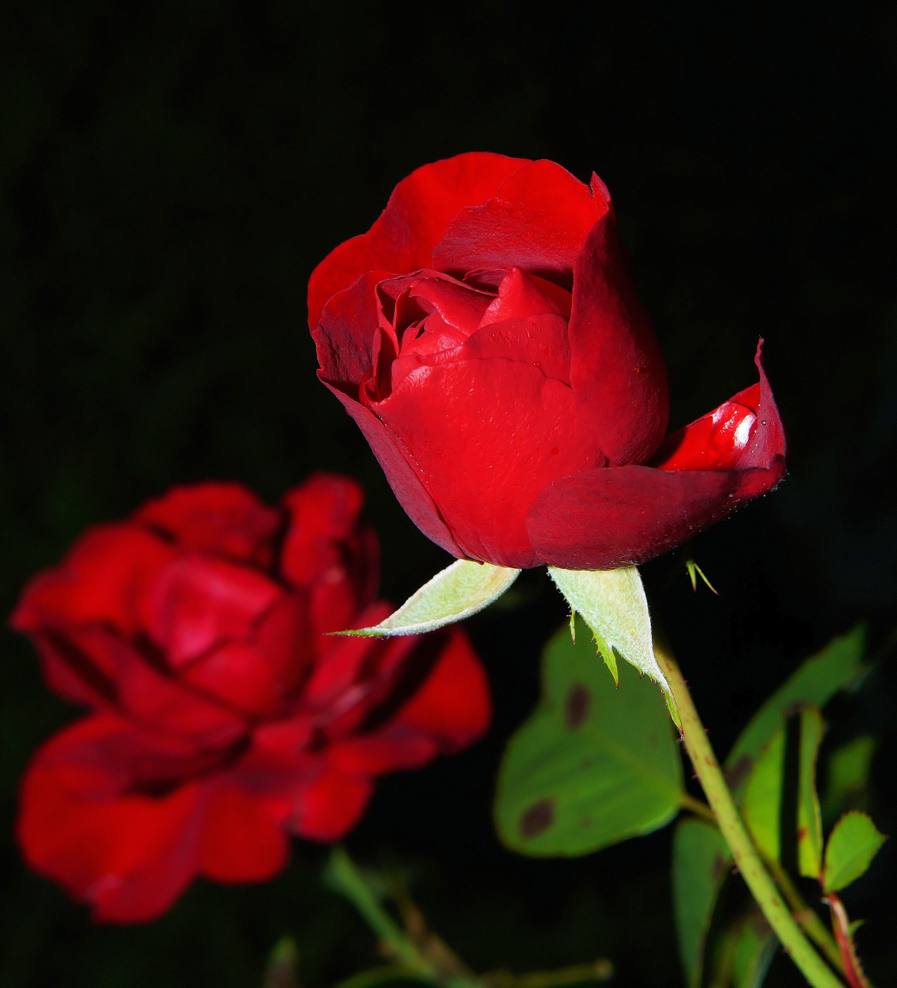 Single Red Rose of Love
