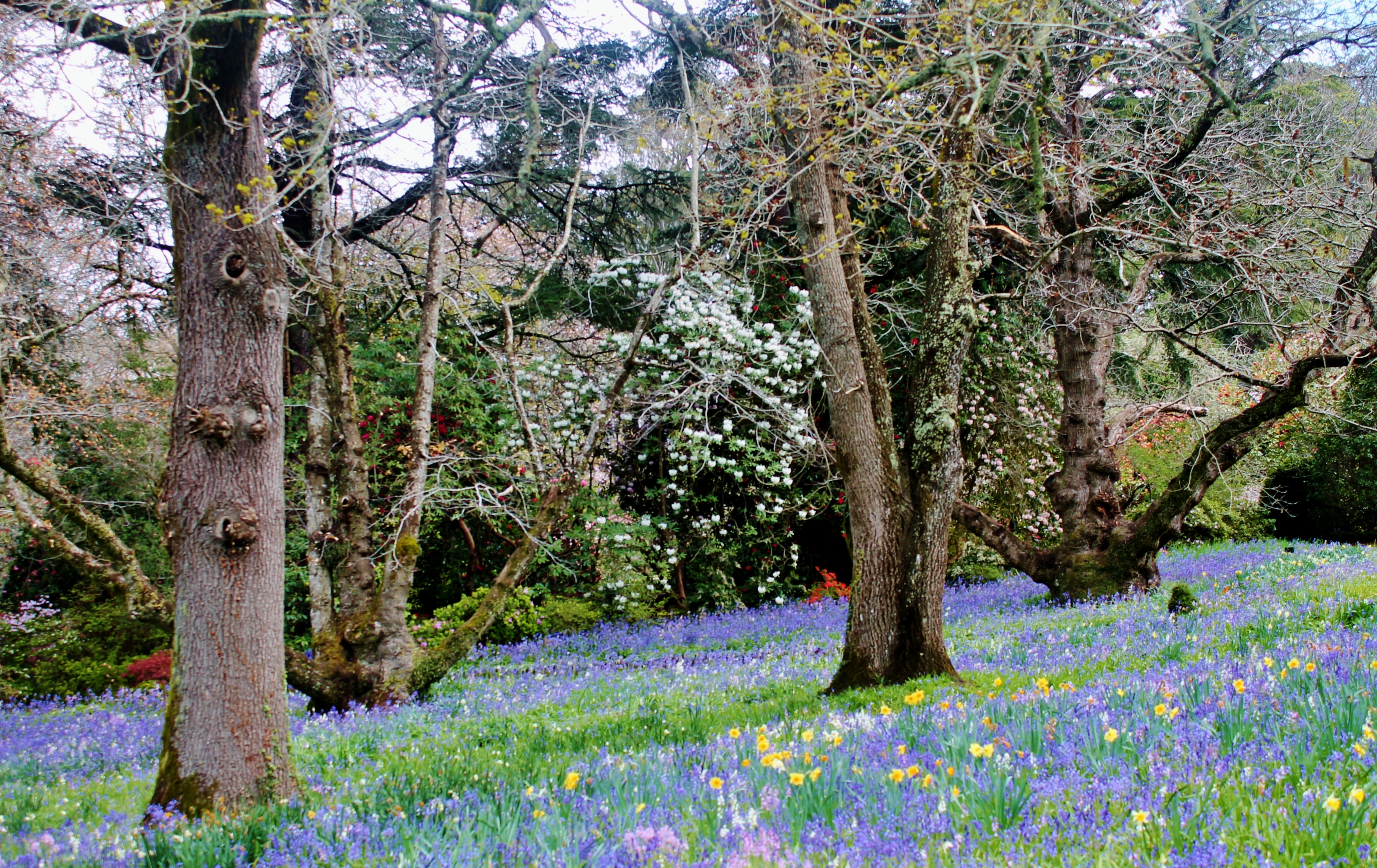 Spring Gardens, Blue Mountains