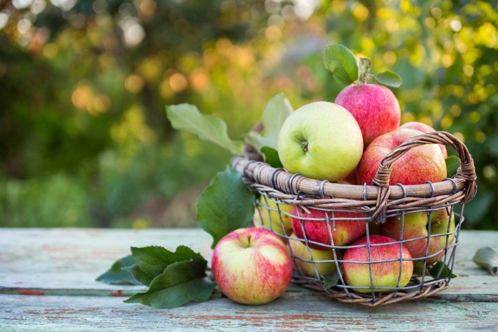 Apple growing region of Bilpin, Blue Mountains