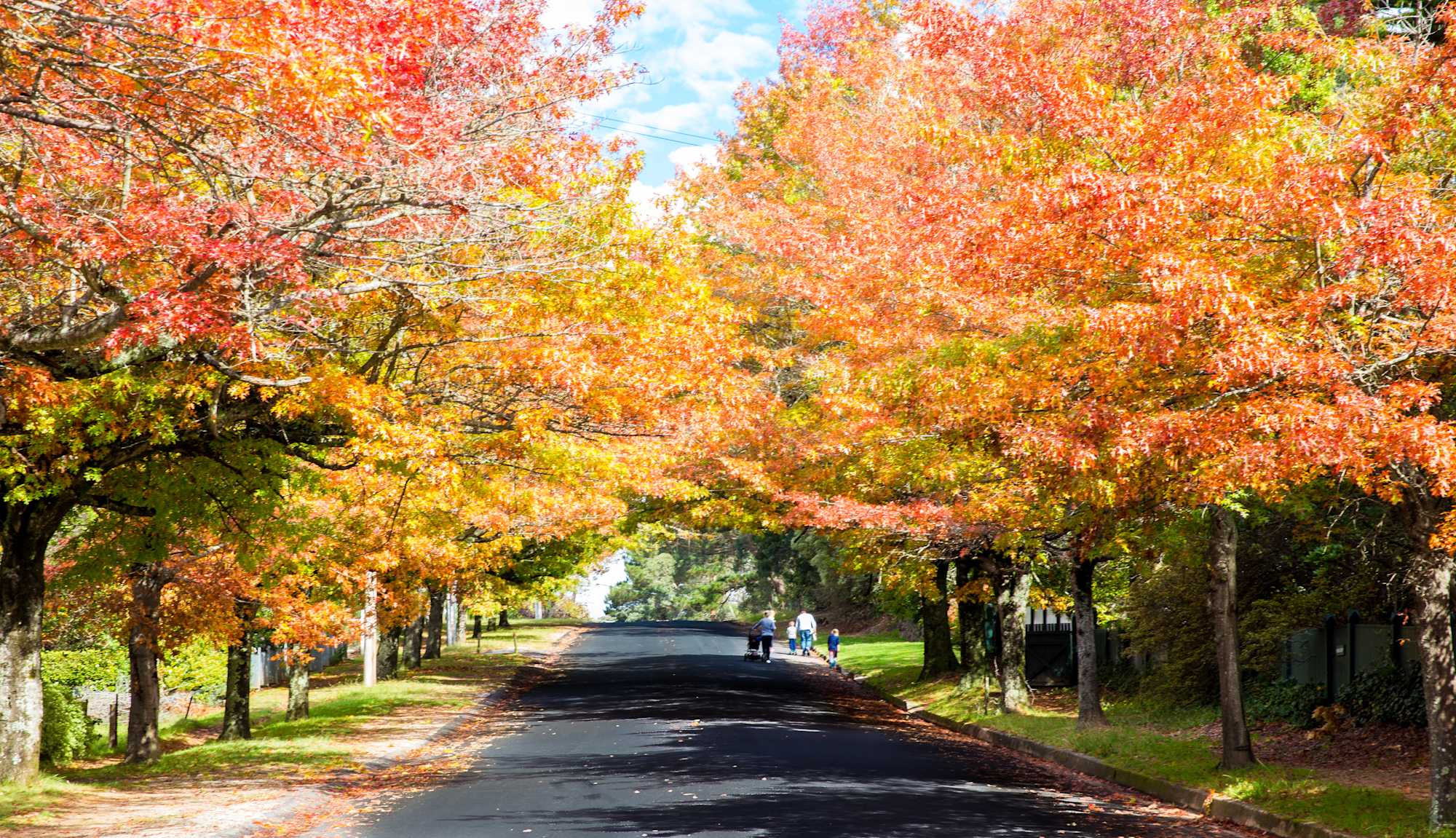 Experience autumn splendour in the Blue Mountains as mother nature puts on a magnificent display of colours