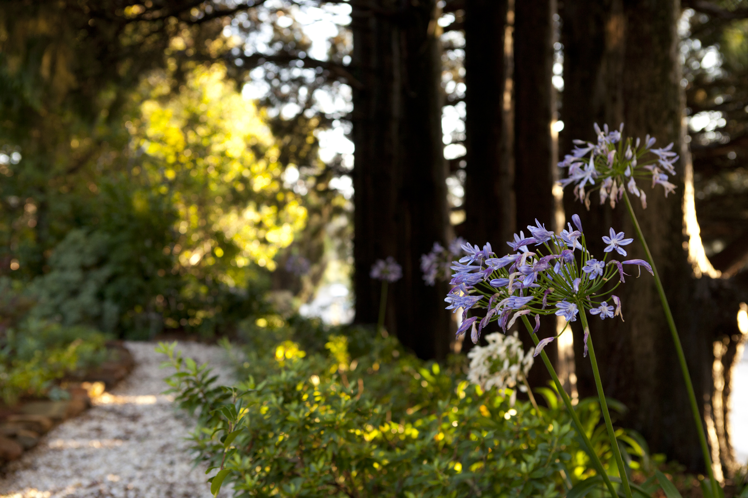 The Gatsby, Katoomba Blue Mountains private garden