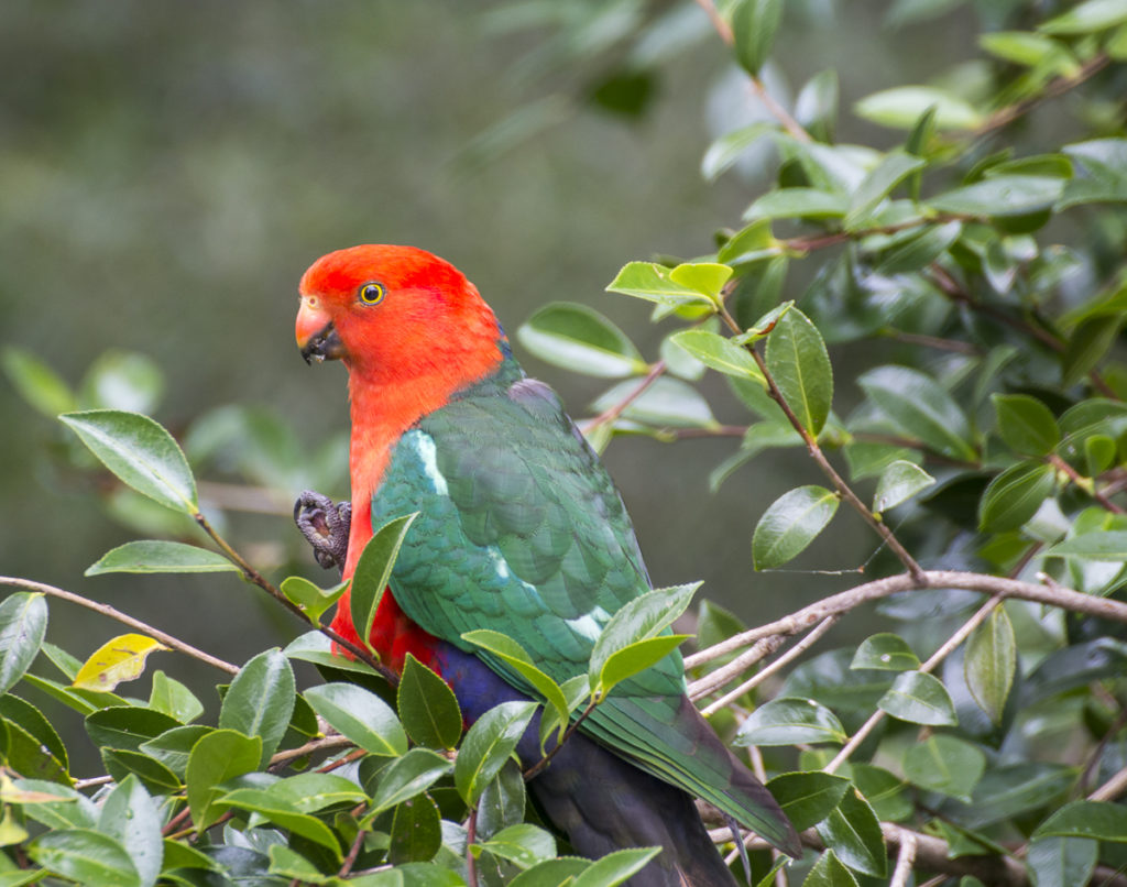 Amazing birdlife on display in the Blue Mountains