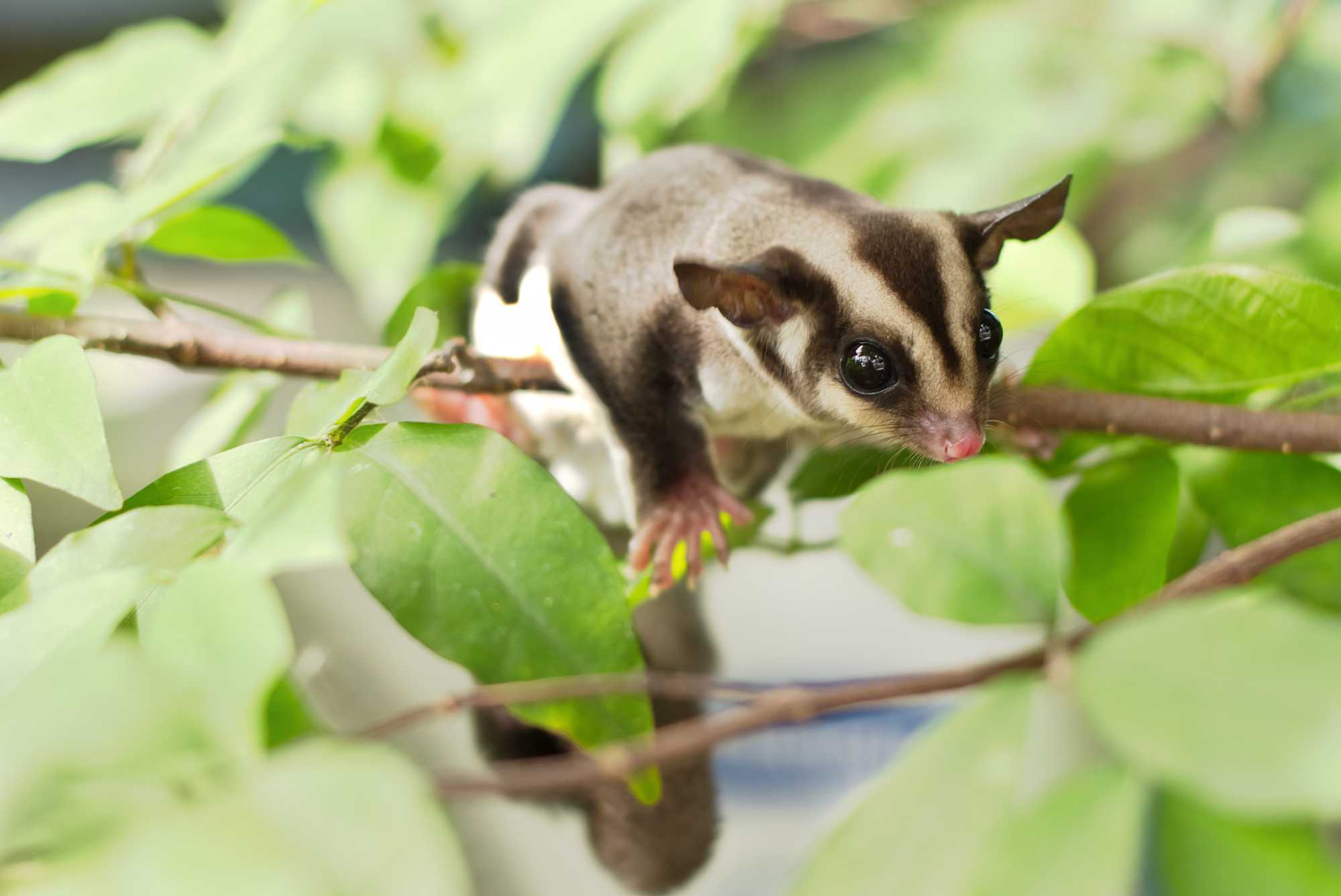 Come and see for yourself our fauna, such as the sugar glider in their natural habitat in the Blue Mountains 